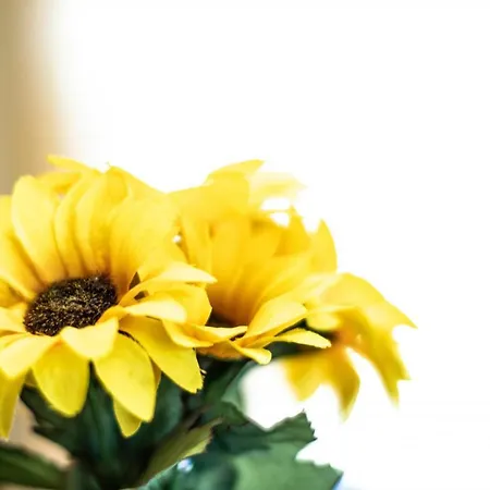 Steingaertli 1 아파트 *